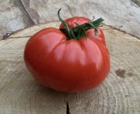 Tomata Riojana paradicsom - spanyol tájfajta, Lycopersicum esculentum, paradicsom